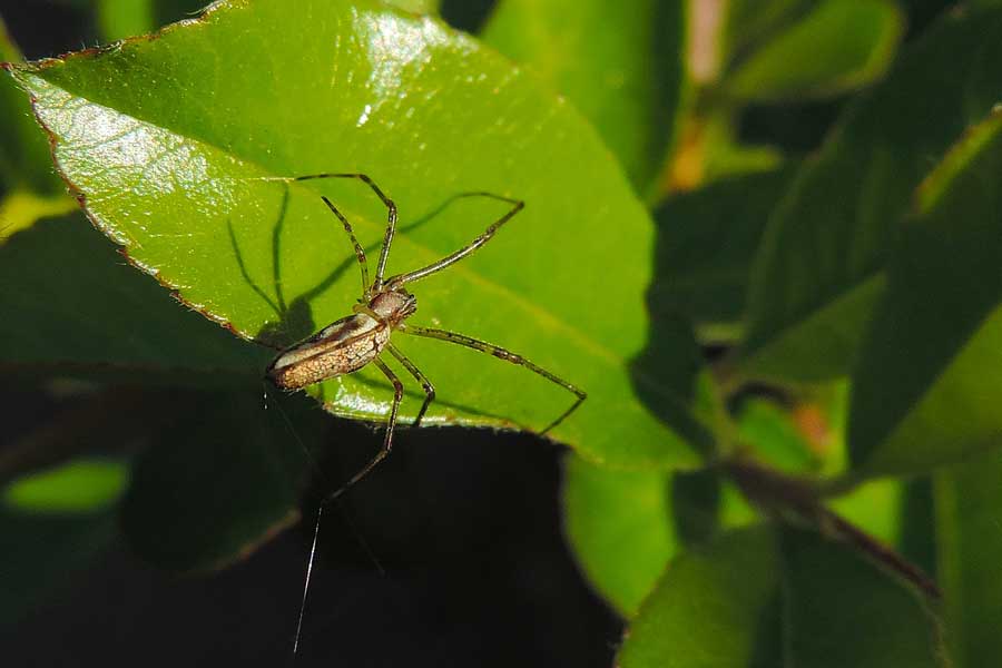 Tetragnatha sp. - Novara (NO)