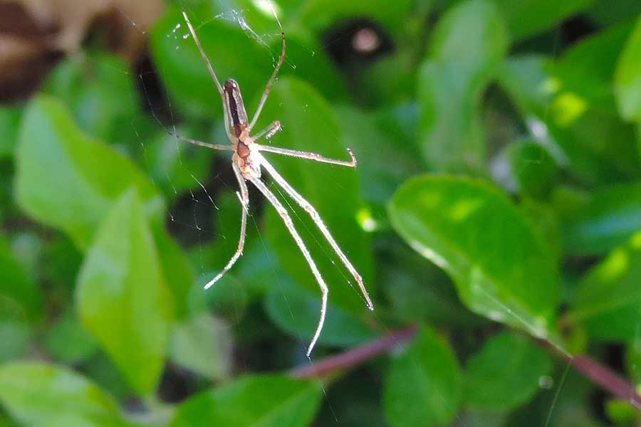 Tetragnatha sp. - Novara (NO)