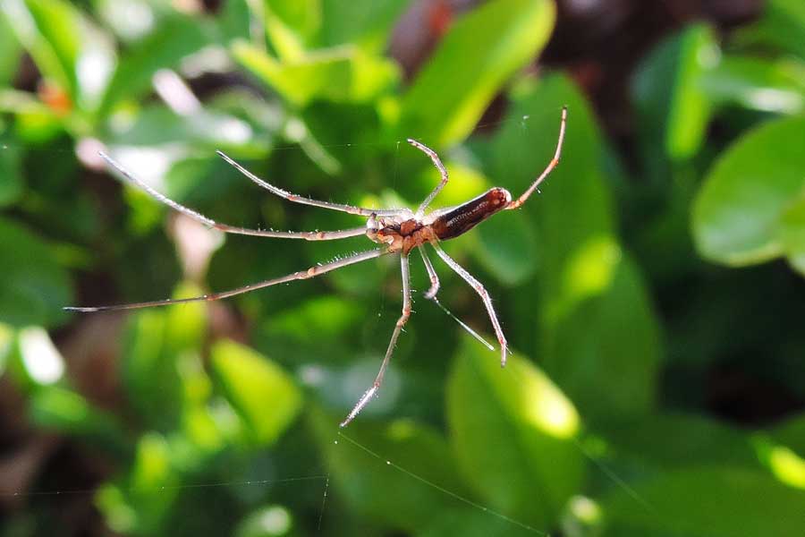 Tetragnatha sp. - Novara (NO)