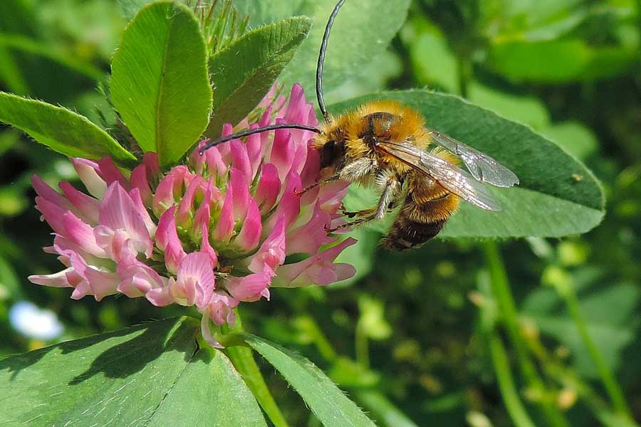 Eucera sp.