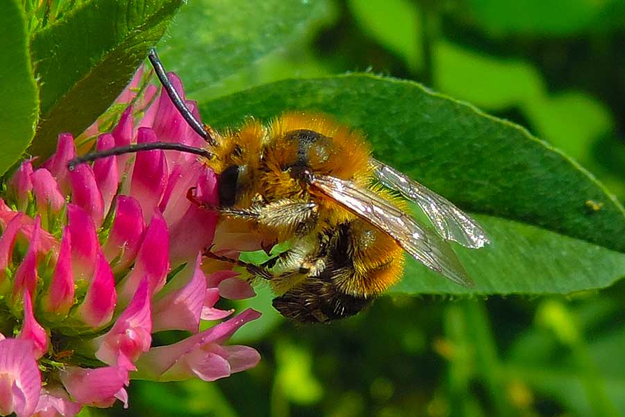 Eucera sp.