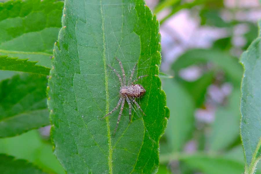 Philodromus sp. - Novara (NO)