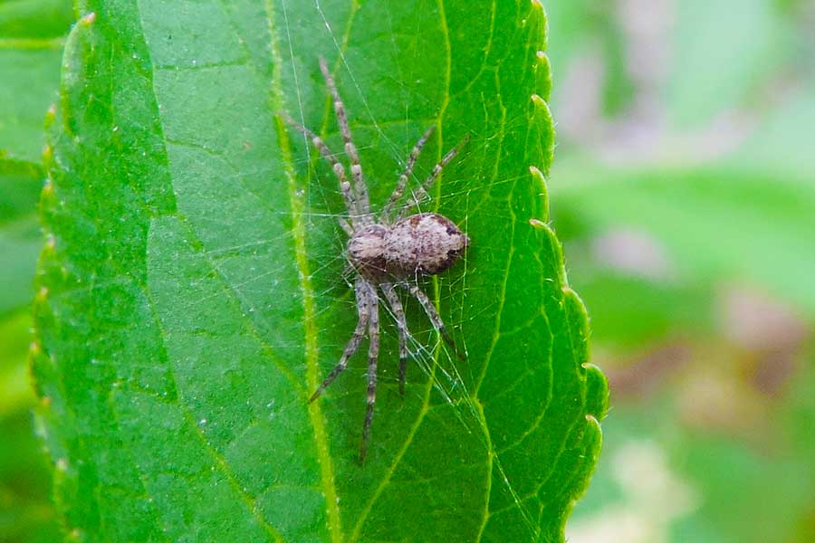 Philodromus sp. - Novara (NO)