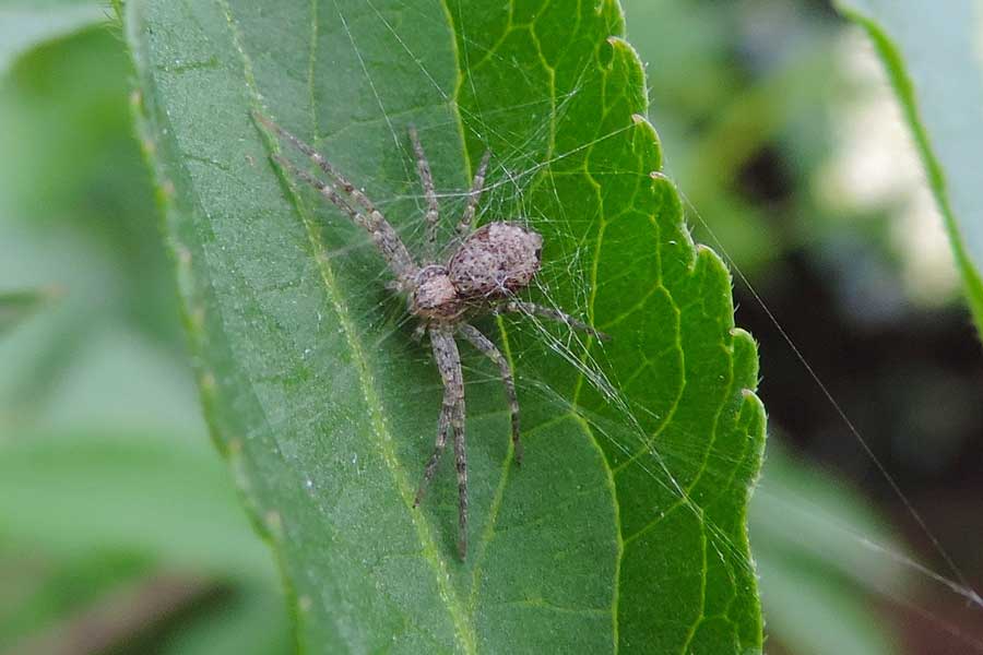 Philodromus sp. - Novara (NO)