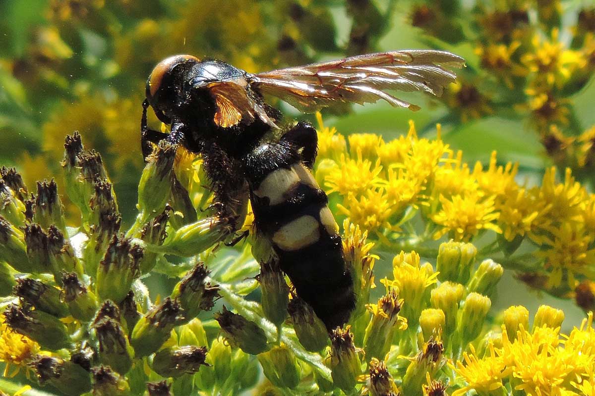 vecchia femmina di Megascolia maculata flavifrons