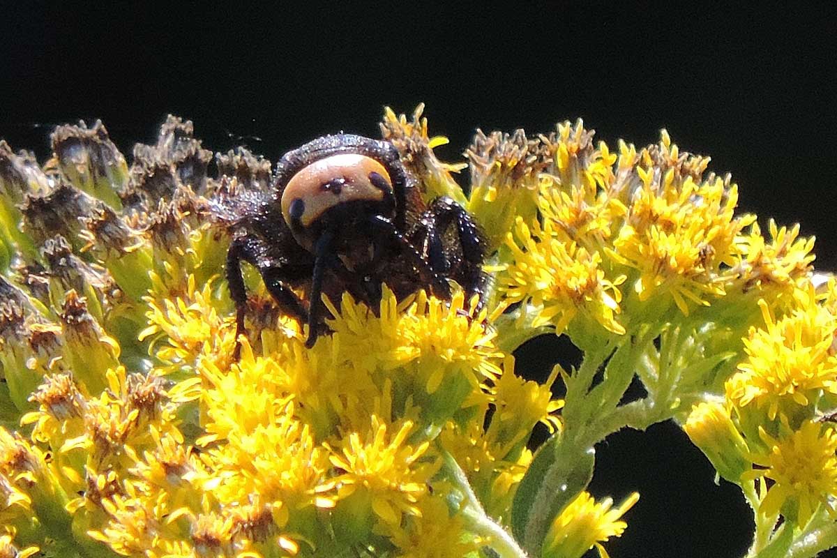 vecchia femmina di Megascolia maculata flavifrons