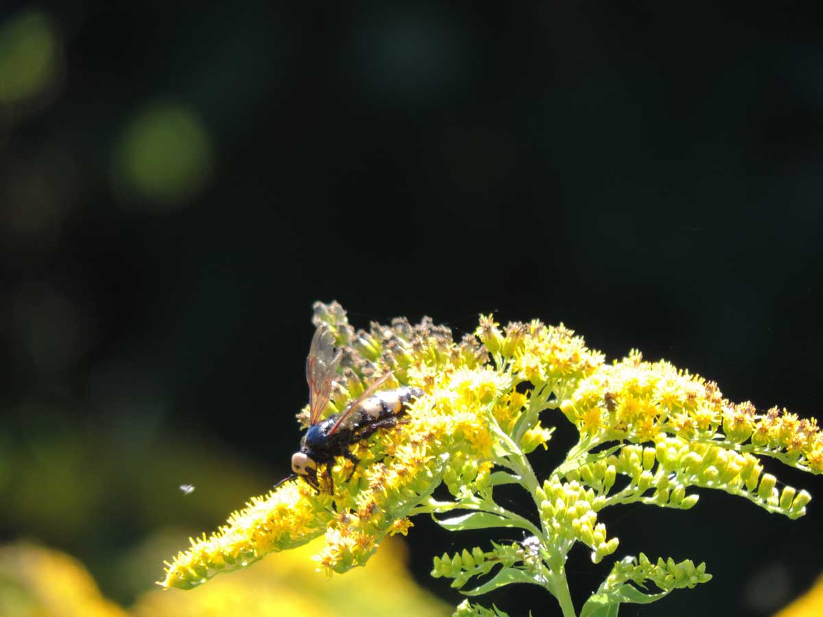 vecchia femmina di Megascolia maculata flavifrons