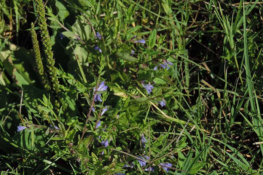 Da determinare - Scutellaria hastifolia