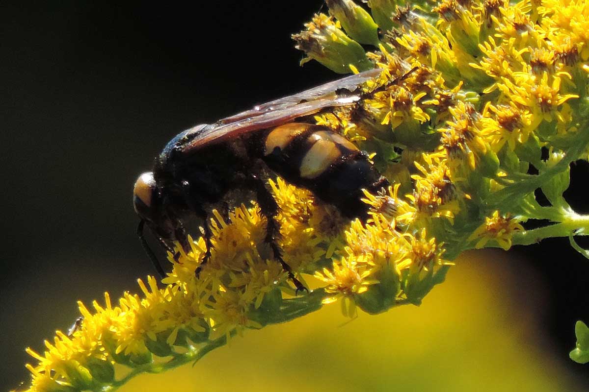 vecchia femmina di Megascolia maculata flavifrons