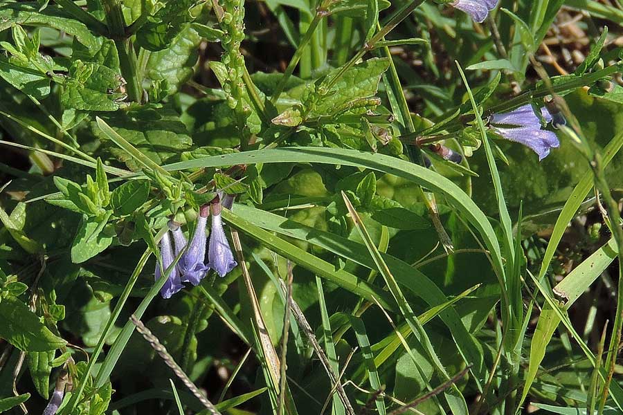 Da determinare - Scutellaria hastifolia