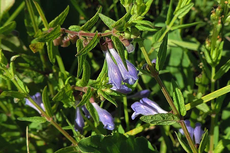 Da determinare - Scutellaria hastifolia