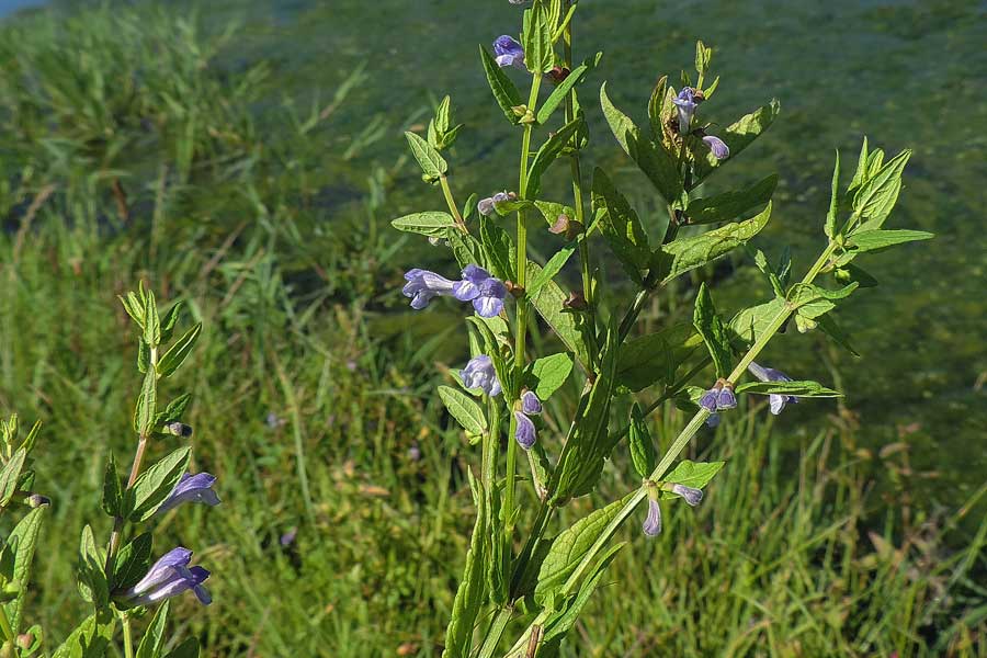 Da determinare - Scutellaria hastifolia