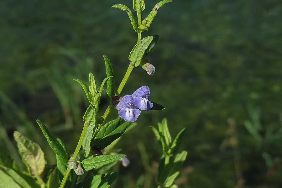 Da determinare - Scutellaria hastifolia