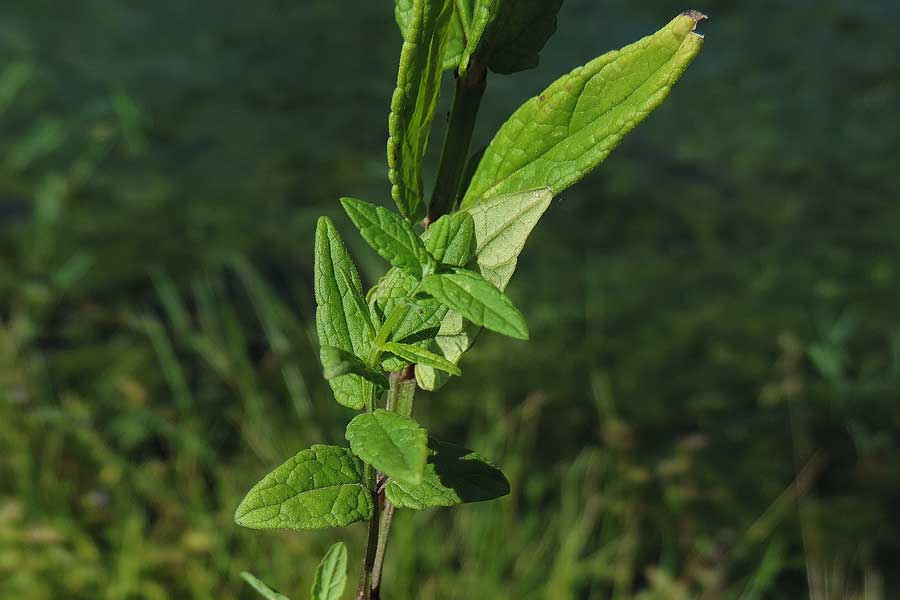 Da determinare - Scutellaria hastifolia