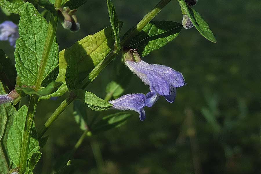 Da determinare - Scutellaria hastifolia