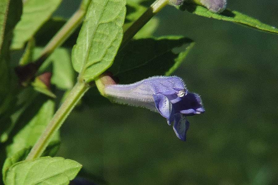 Da determinare - Scutellaria hastifolia