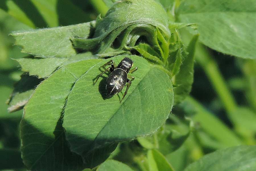 Heliophanus sp. - Novara (NO)