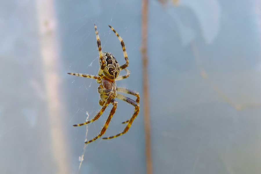 Larinioides sclopetarius - Novara (NO)