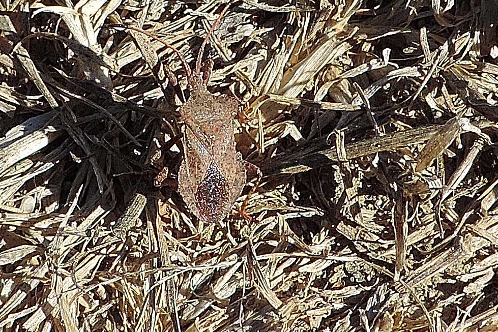 Coreidae: Coreus marginatus del Piemonte (NO)