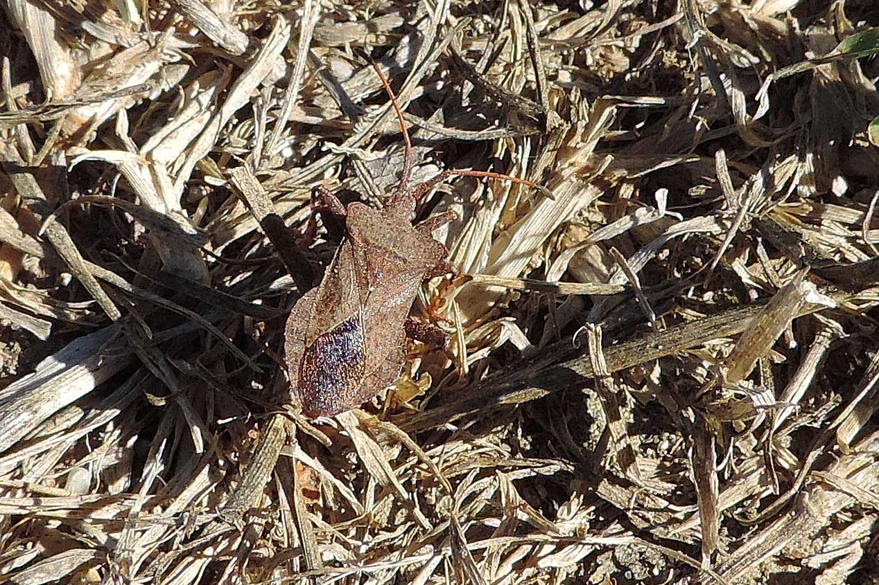 Coreidae: Coreus marginatus del Piemonte (NO)