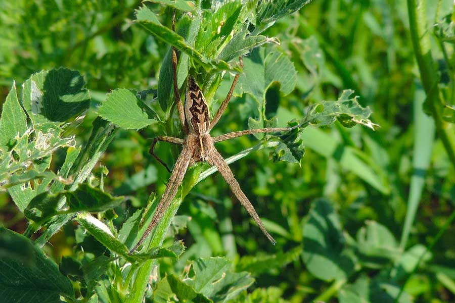 Pisaura sp. - Novara