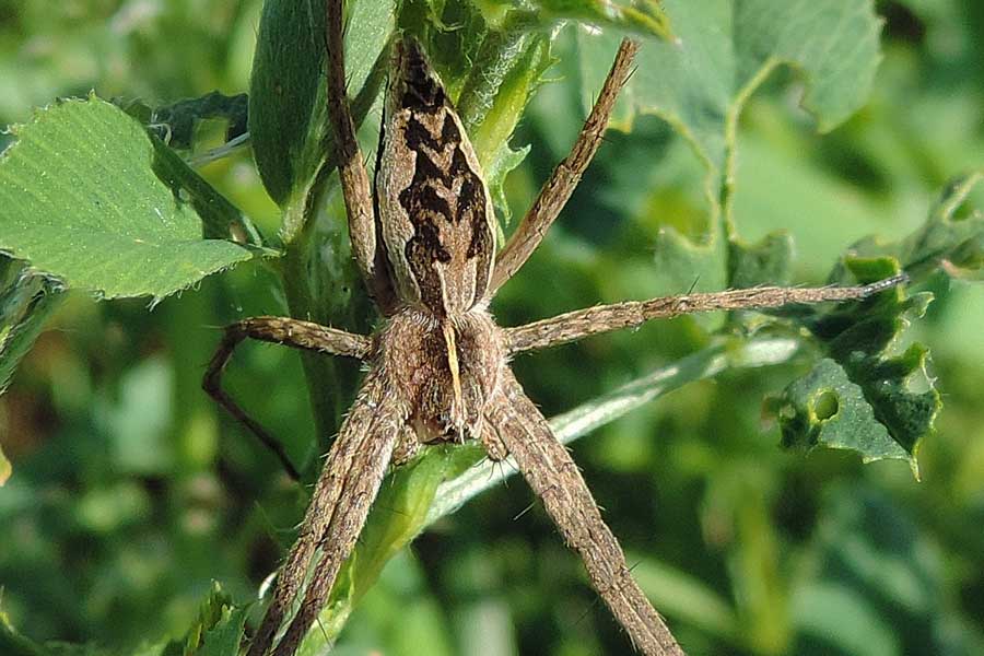 Pisaura sp. - Novara