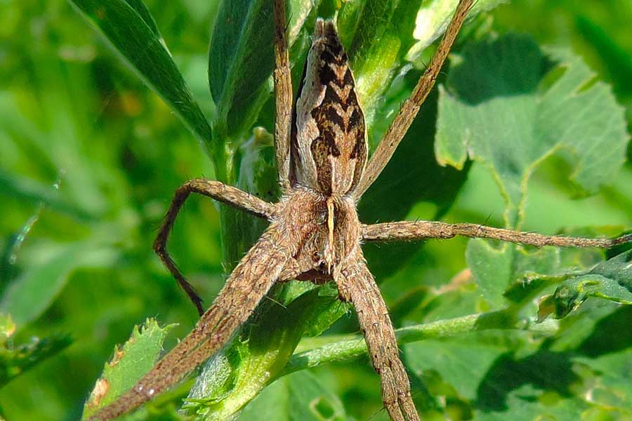 Pisaura sp. - Novara