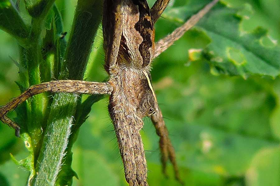 Pisaura sp. - Novara