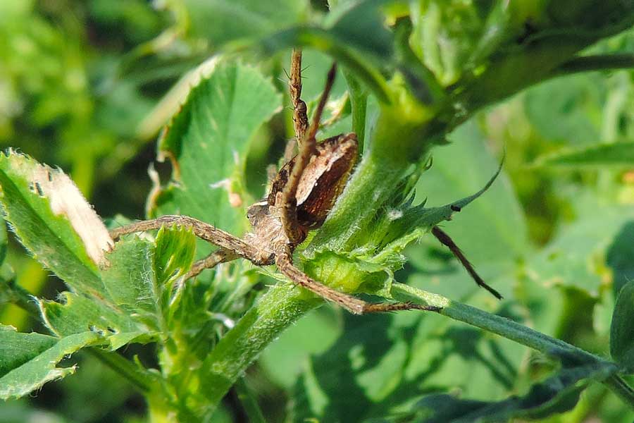 maschio di Pisaura sp. - Novara