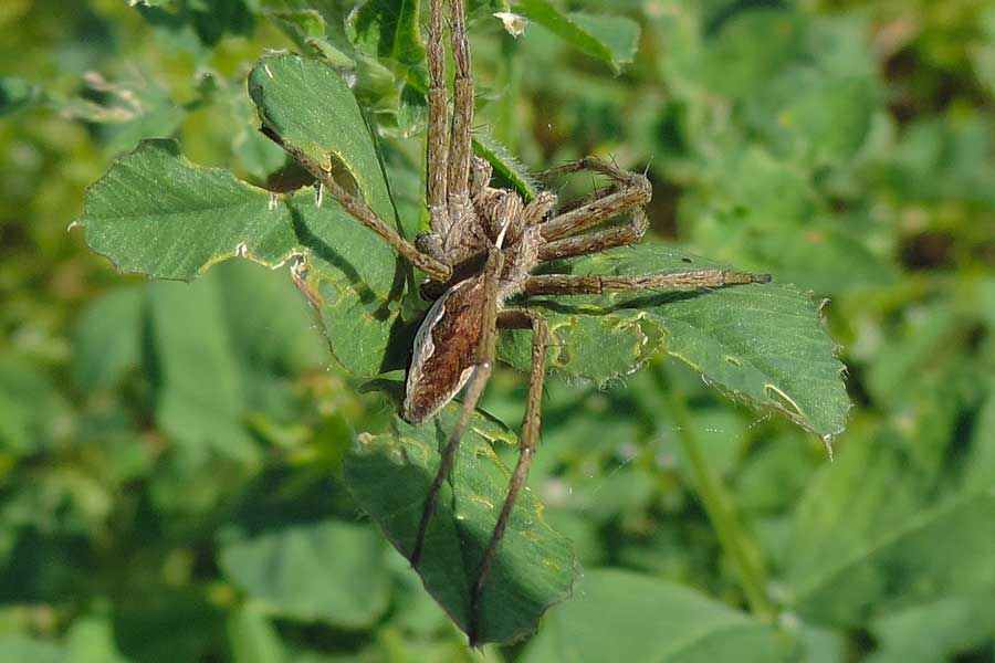 maschio di Pisaura sp. - Novara