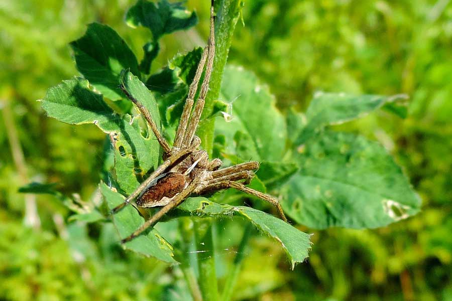 maschio di Pisaura sp. - Novara