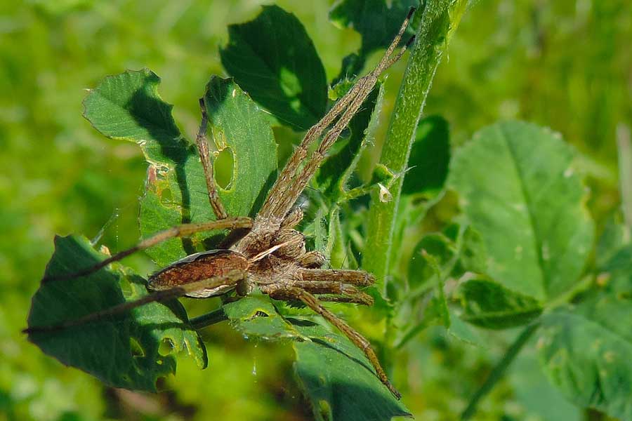 maschio di Pisaura sp. - Novara