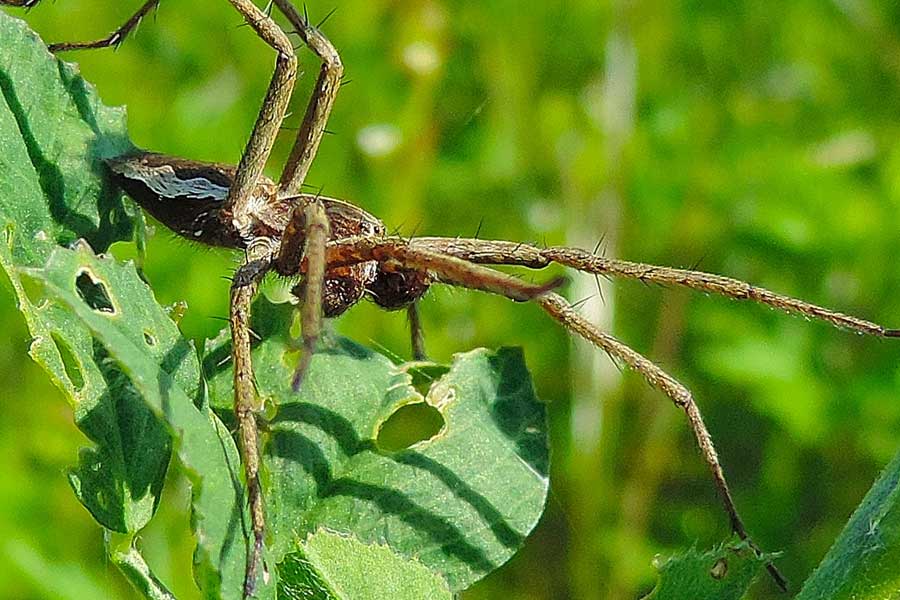 maschio di Pisaura sp. - Novara