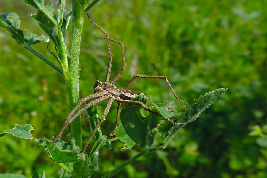 maschio di Pisaura sp. - Novara