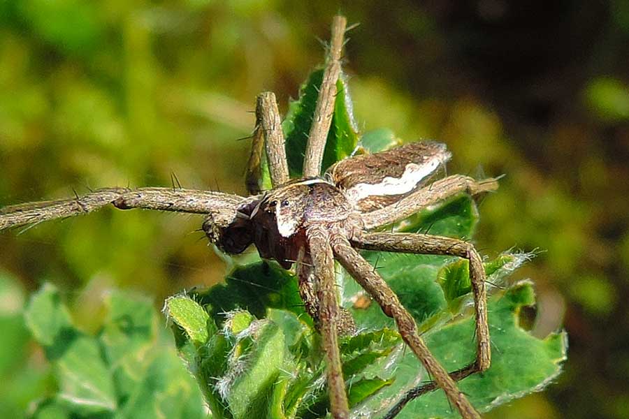 maschio di Pisaura sp. - Novara