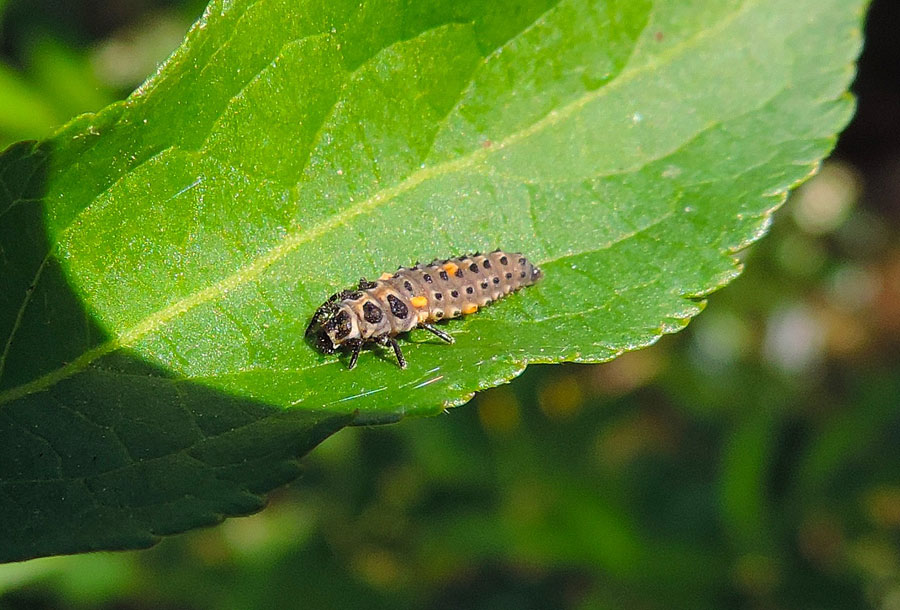 Harmonia axyridis