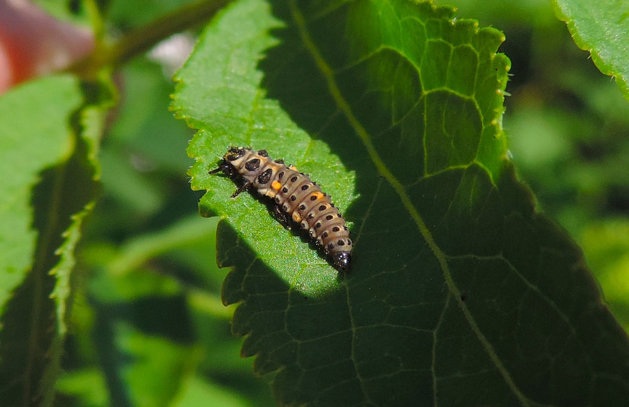 Harmonia axyridis