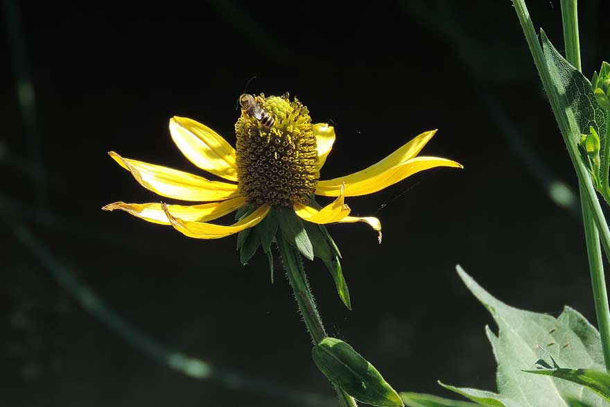 Rudbeckia triloba / Rudbeckia triloba