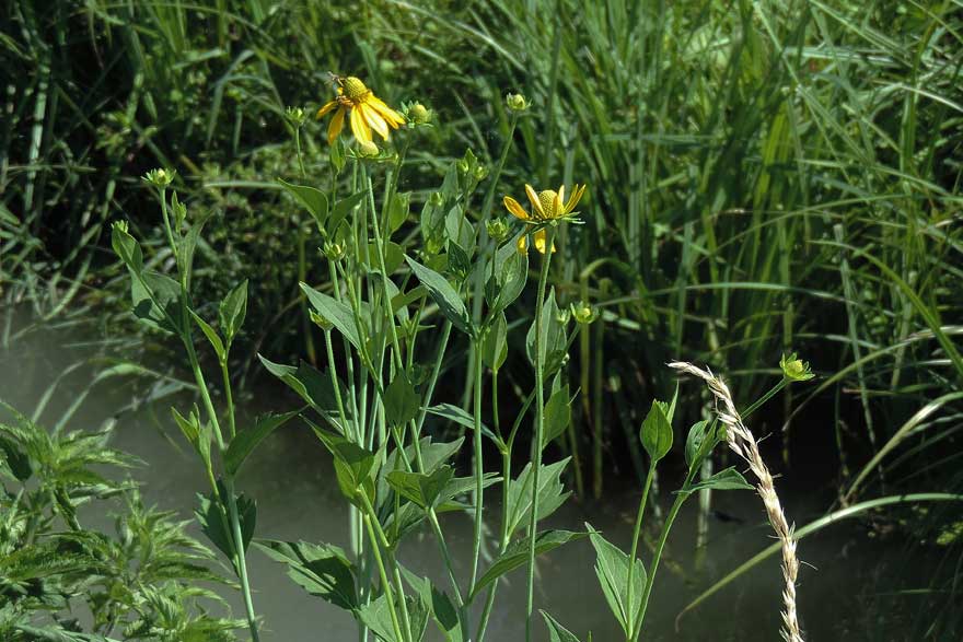 Rudbeckia triloba / Rudbeckia triloba