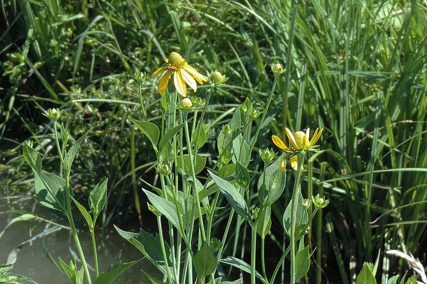 Rudbeckia triloba / Rudbeckia triloba