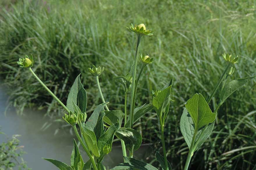 Rudbeckia triloba / Rudbeckia triloba