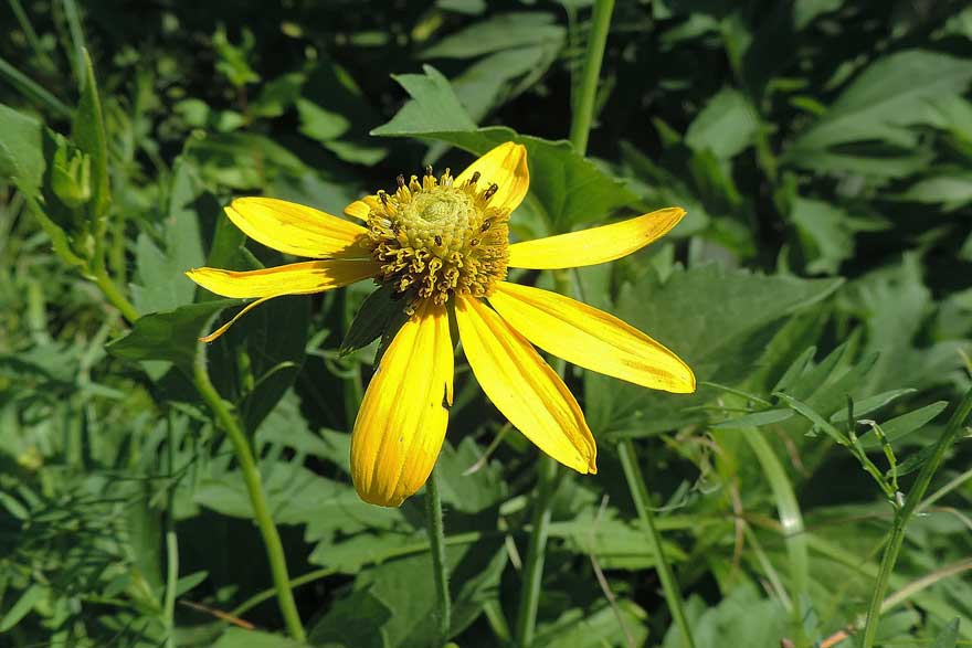 Rudbeckia triloba / Rudbeckia triloba