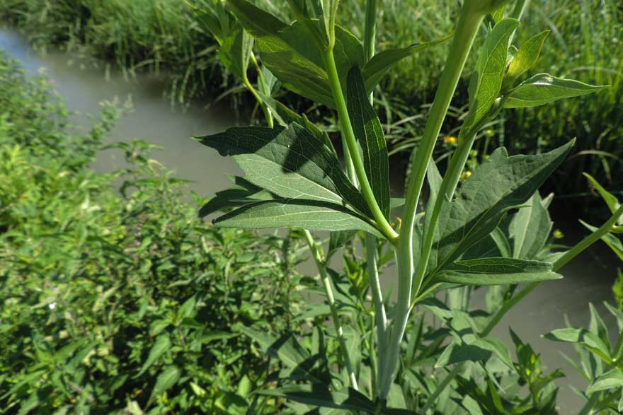 Rudbeckia triloba / Rudbeckia triloba