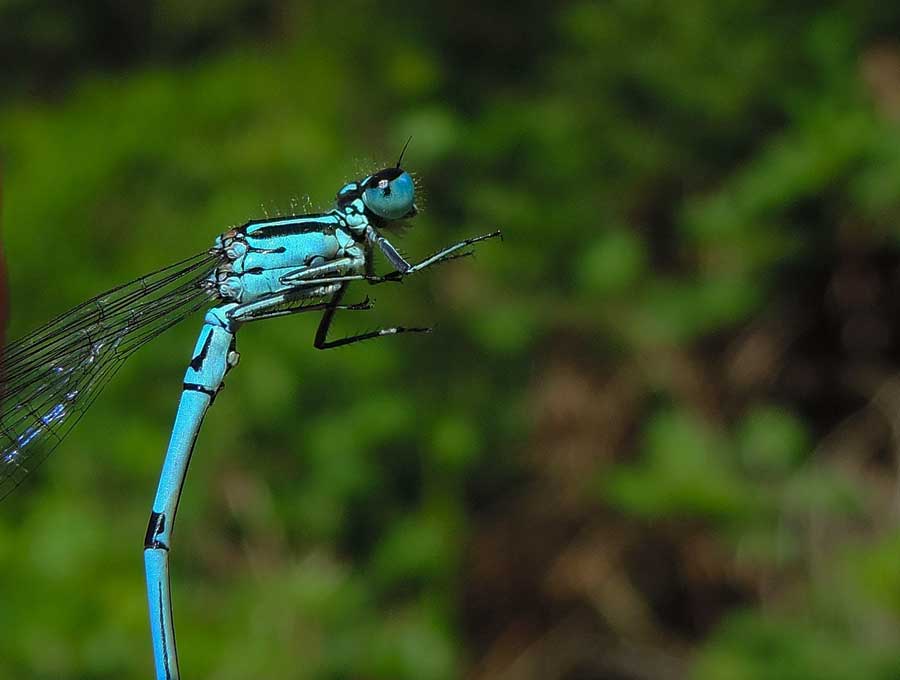 Platycnemis pennipes?