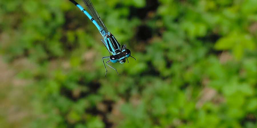 Platycnemis pennipes?