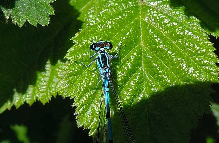 Platycnemis pennipes?