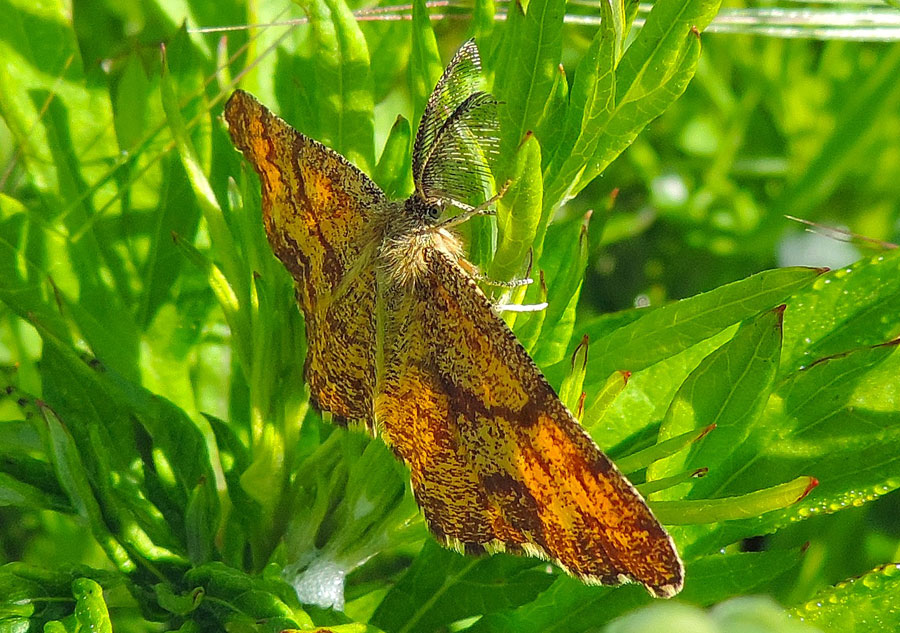 Da identificare - Ematurga atomaria