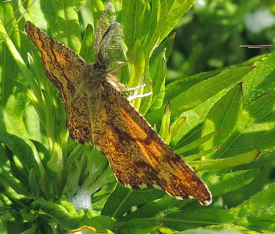 Da identificare - Ematurga atomaria