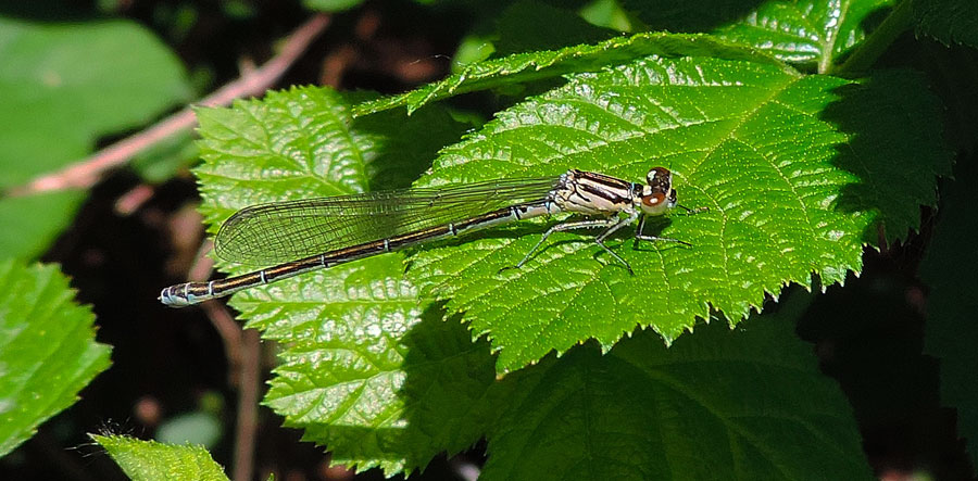 Da identificare: Coenagrion puella