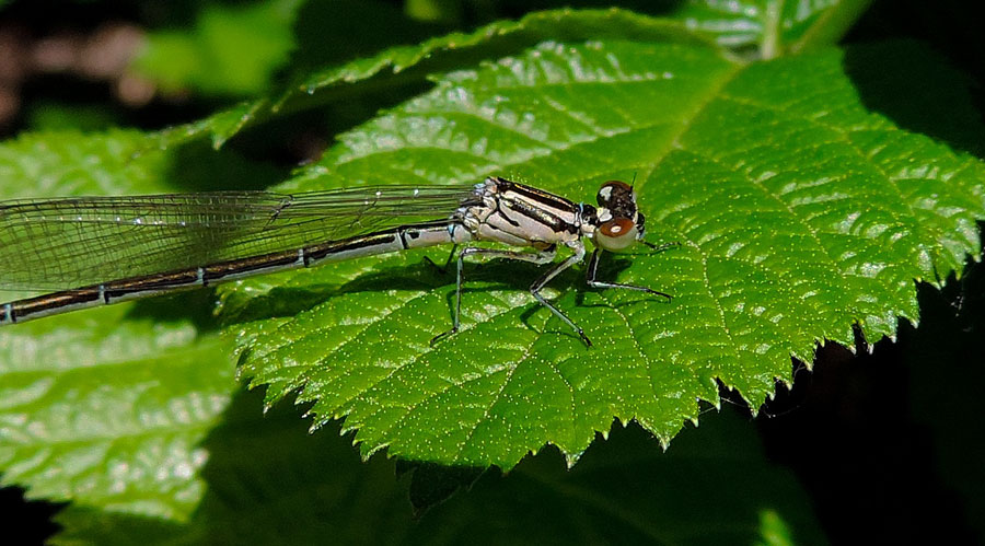 Da identificare: Coenagrion puella